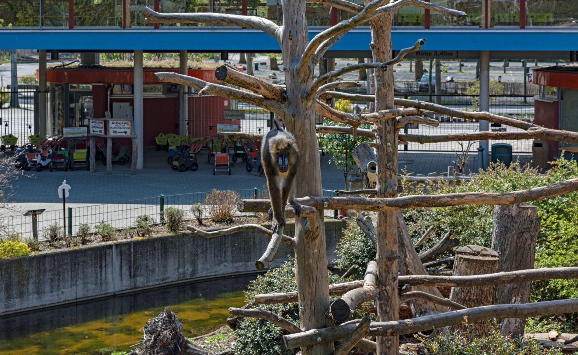 Mandrill auf Außenanlage nähe Zooeingang