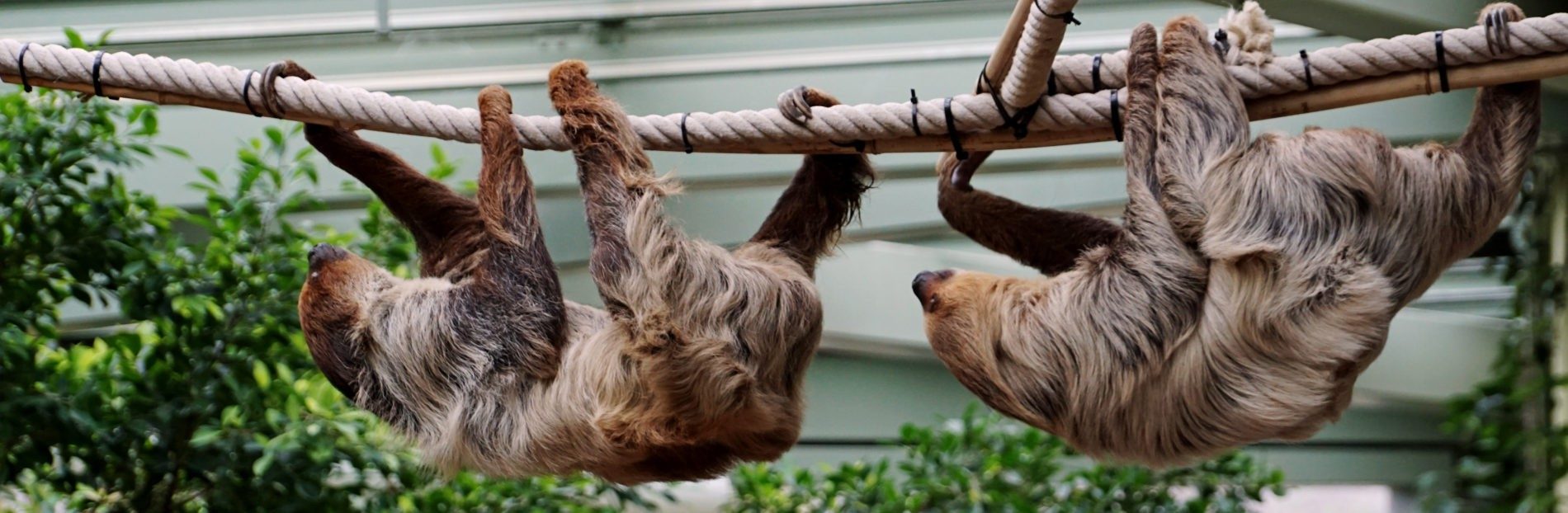 Two-toed sloths in Prof. Brandes House