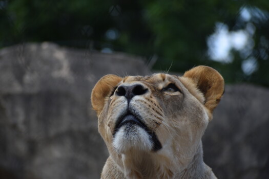 Löwe Zoo Dresden
