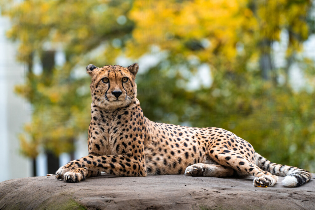 Gepard---Oliver-Le-Que Gepard