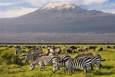Zebras im Amboseli Schutzgebiet