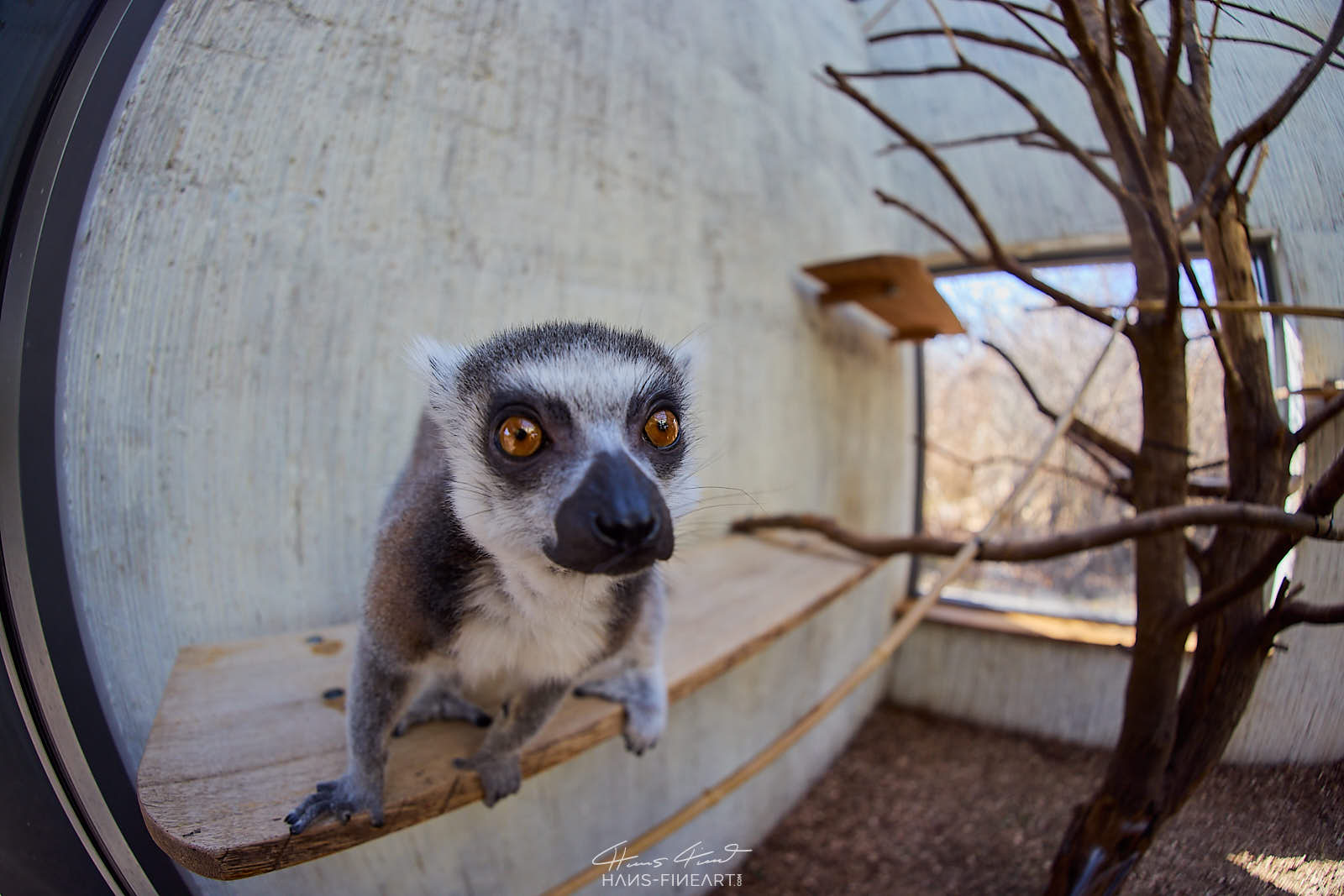 Ring-tailed lemur in the indoor enclosure.