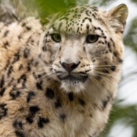 Schneeleopard
