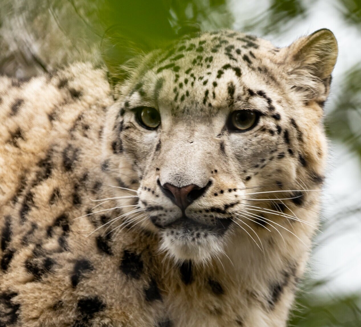 Schneeleopard