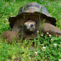 Riesenschildkröte