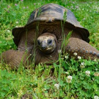 Riesenschildkröte