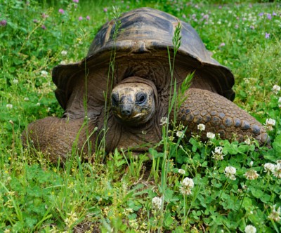 Riesenschildkröte