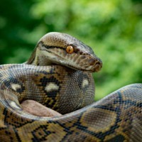 Netzpython