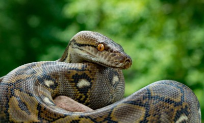 Netzpython