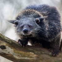Binturong