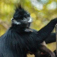 Tonkinlangur