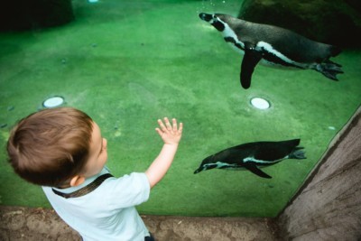 Child in front of the penguin enclosure.