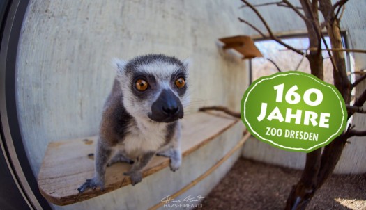 Katta (Foto: Hans Fineart) Katta