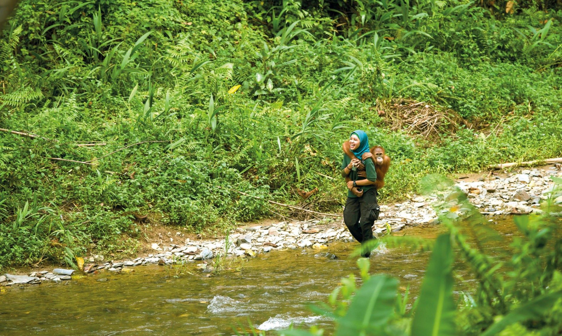 Die Trainerin Siti Fatimatazzahra bringt einen junger Orang-Utan in die Dschungelschule.