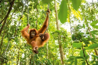 Orang-Utan im Freiland