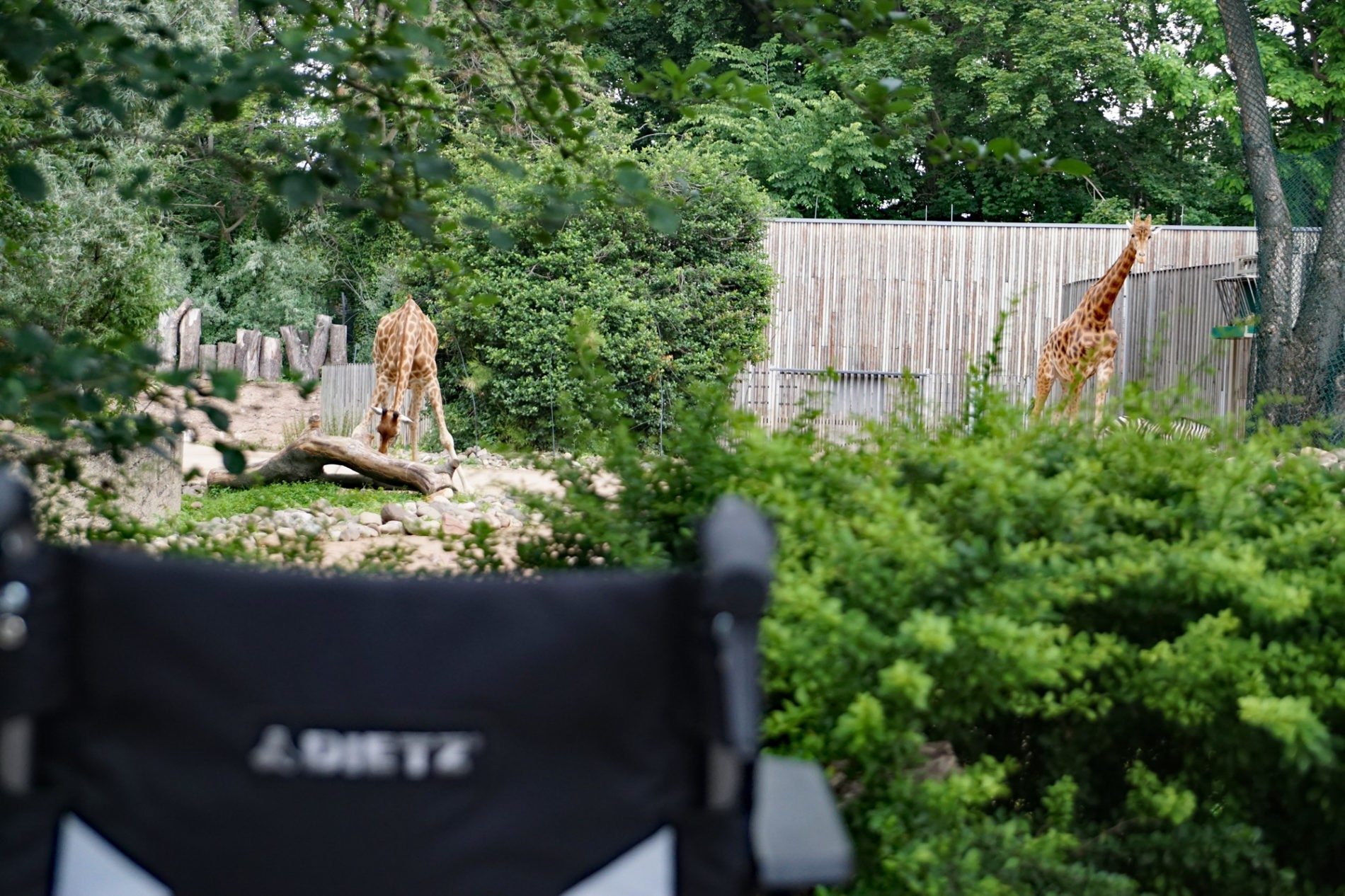 Wheelchair outside giraffe enclosure.