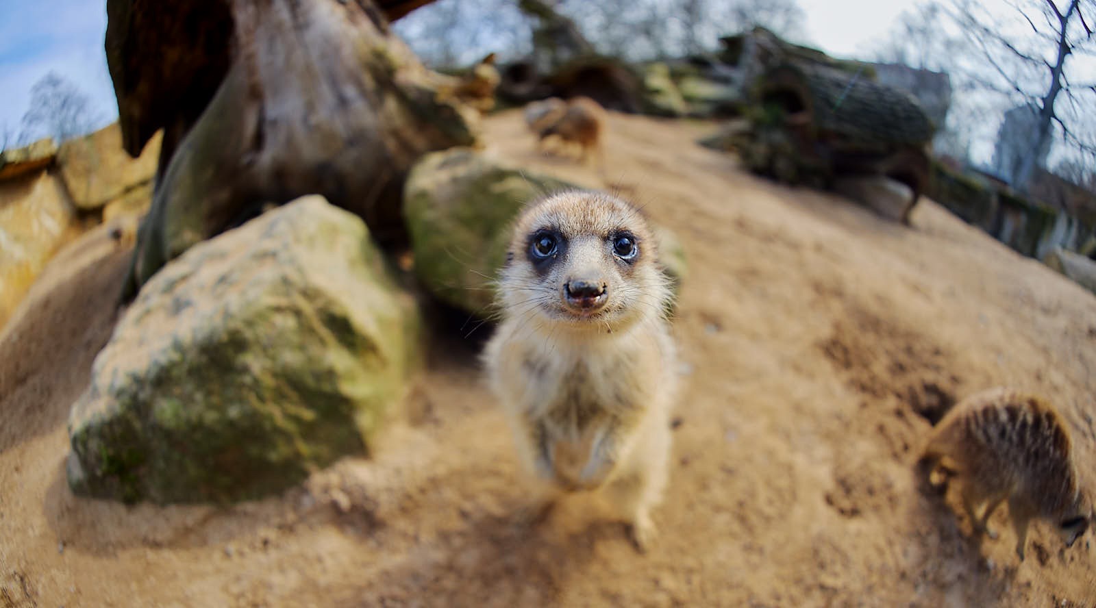 Erdmännchen