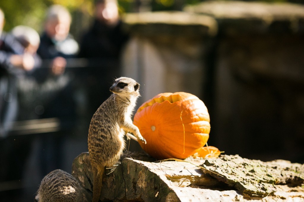 Meerkat sitting in front of a pumpkin.