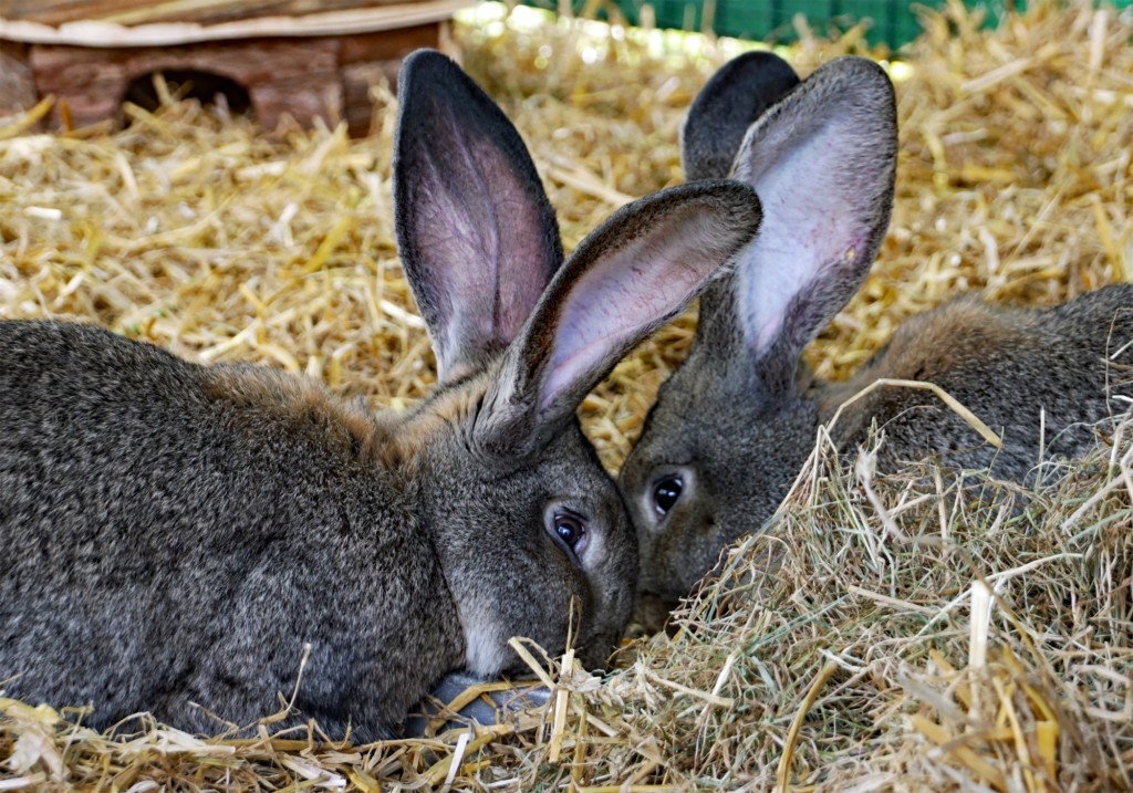 zwei Hasen im Stroh (Foto: Zoo Dresden) zwei Hasen im Stroh