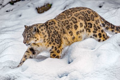 Schneeleopard im Freiland