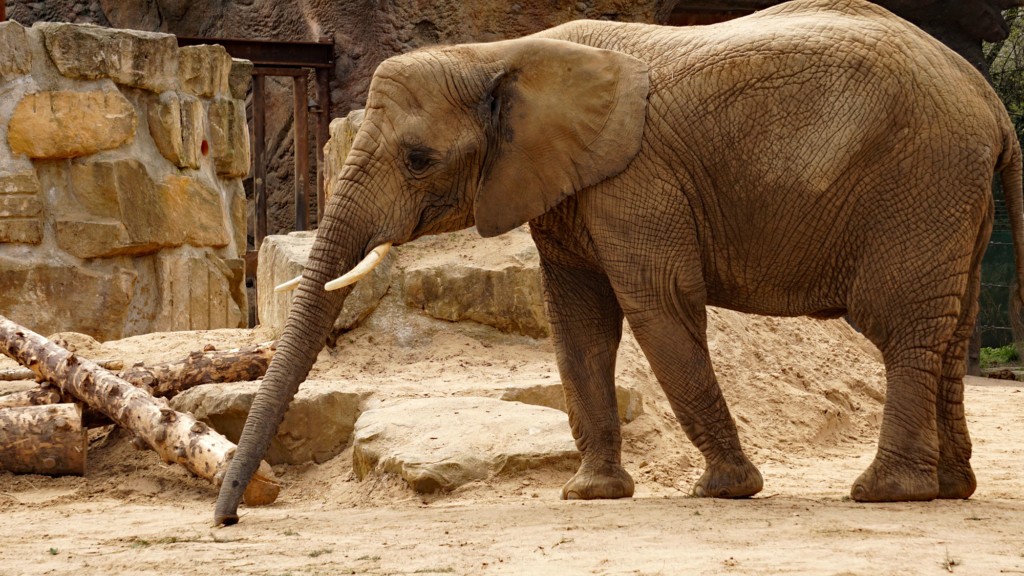 Elephant (Photo: Zoo Dresden (Caro Zein)) Elephant