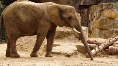 Elefant (Foto: Zoo Dresden (Caro Zein)) Elefant