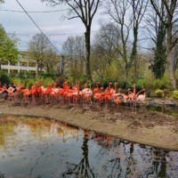 Flamingo aviary