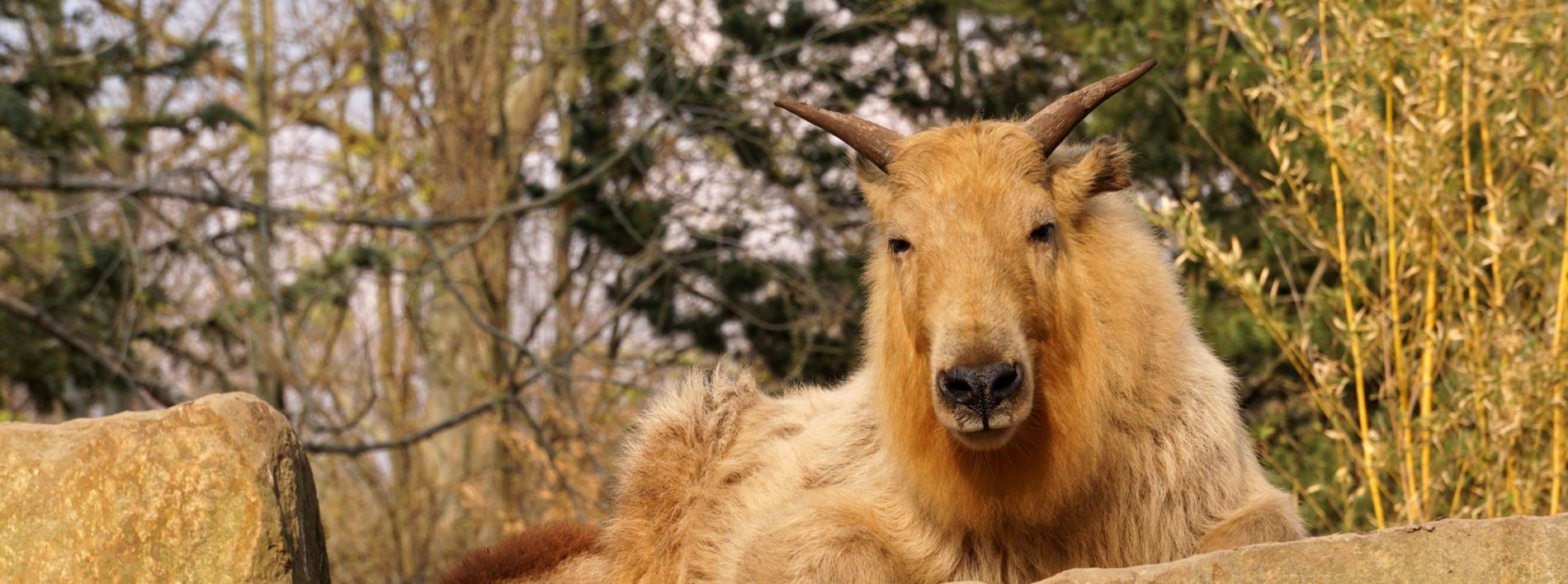 Golden takin