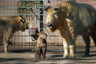 Young golden takin Dagu.