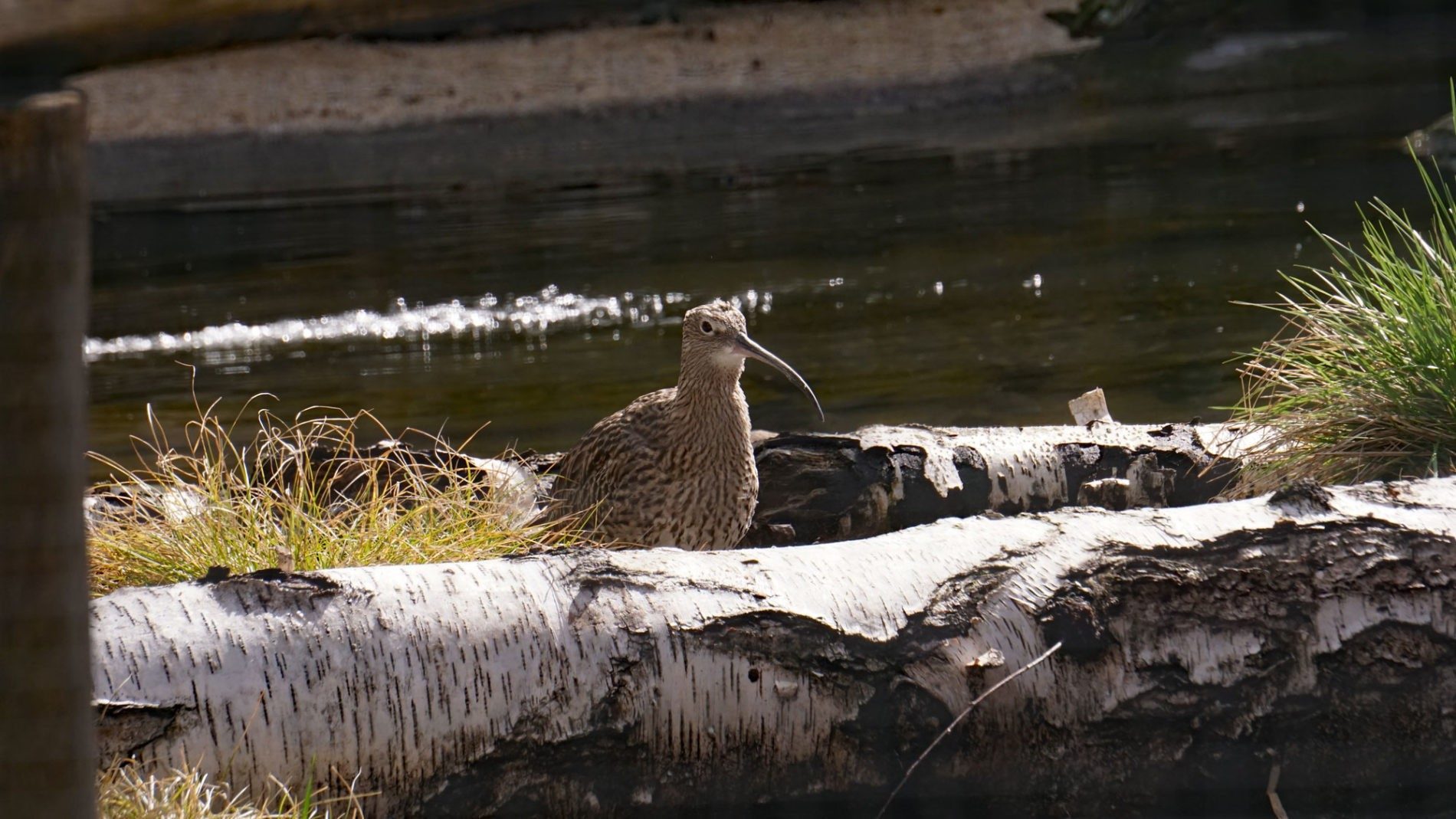 Großer Brachvogel in der Tundravoliere