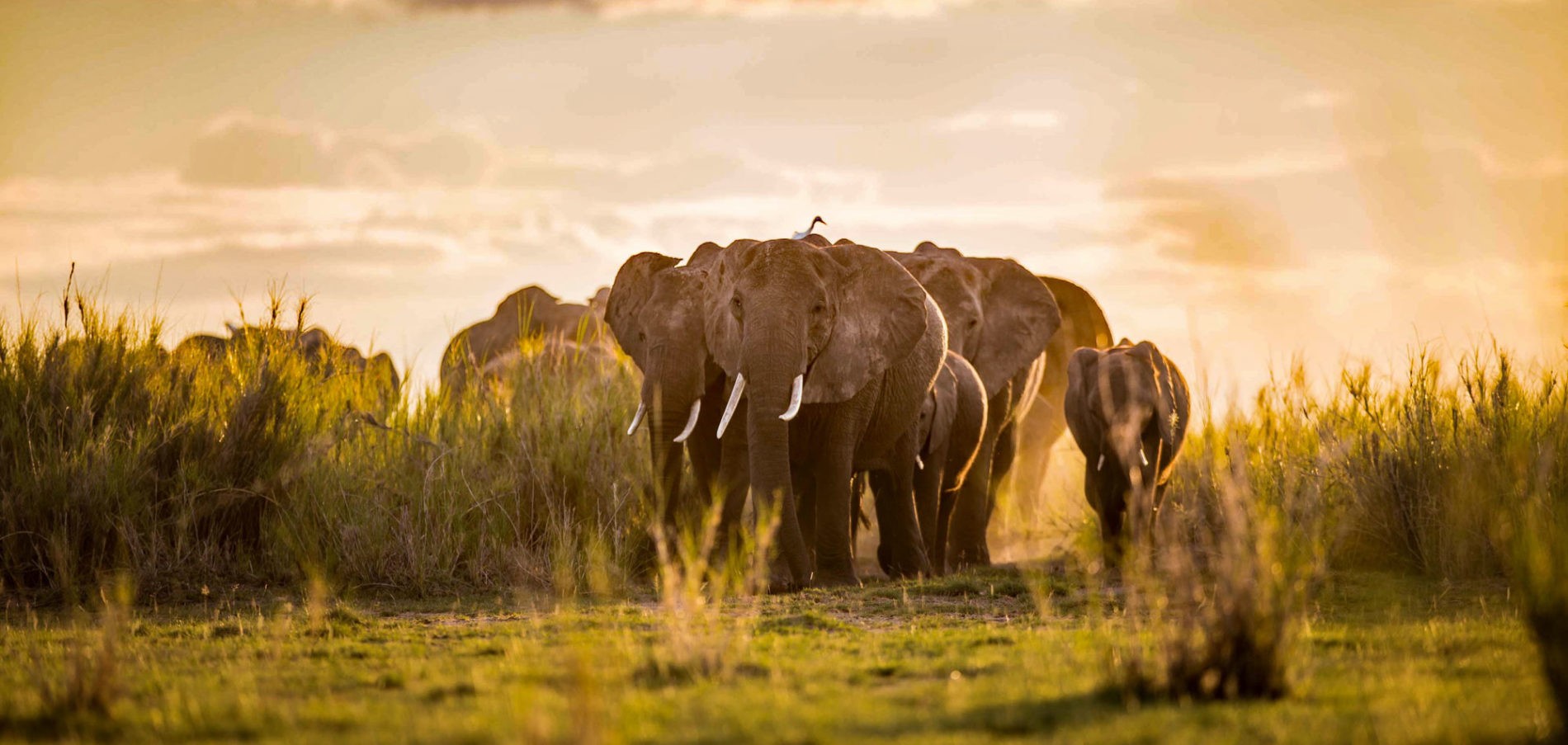 Sloni ve volné přírodě.