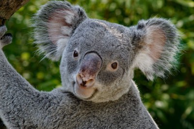 Koala Iraga