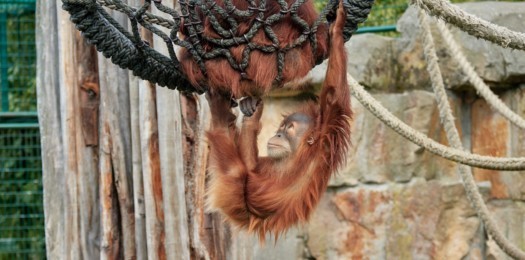 Orang-Utan in Korbschaukel (Foto: Hans Fineart) Orang-Utan in Korbschaukel