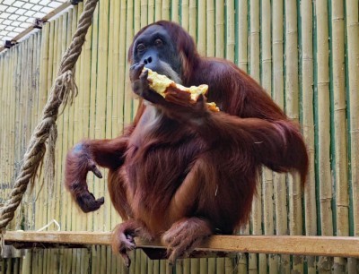 Female orangutan Daisy.
