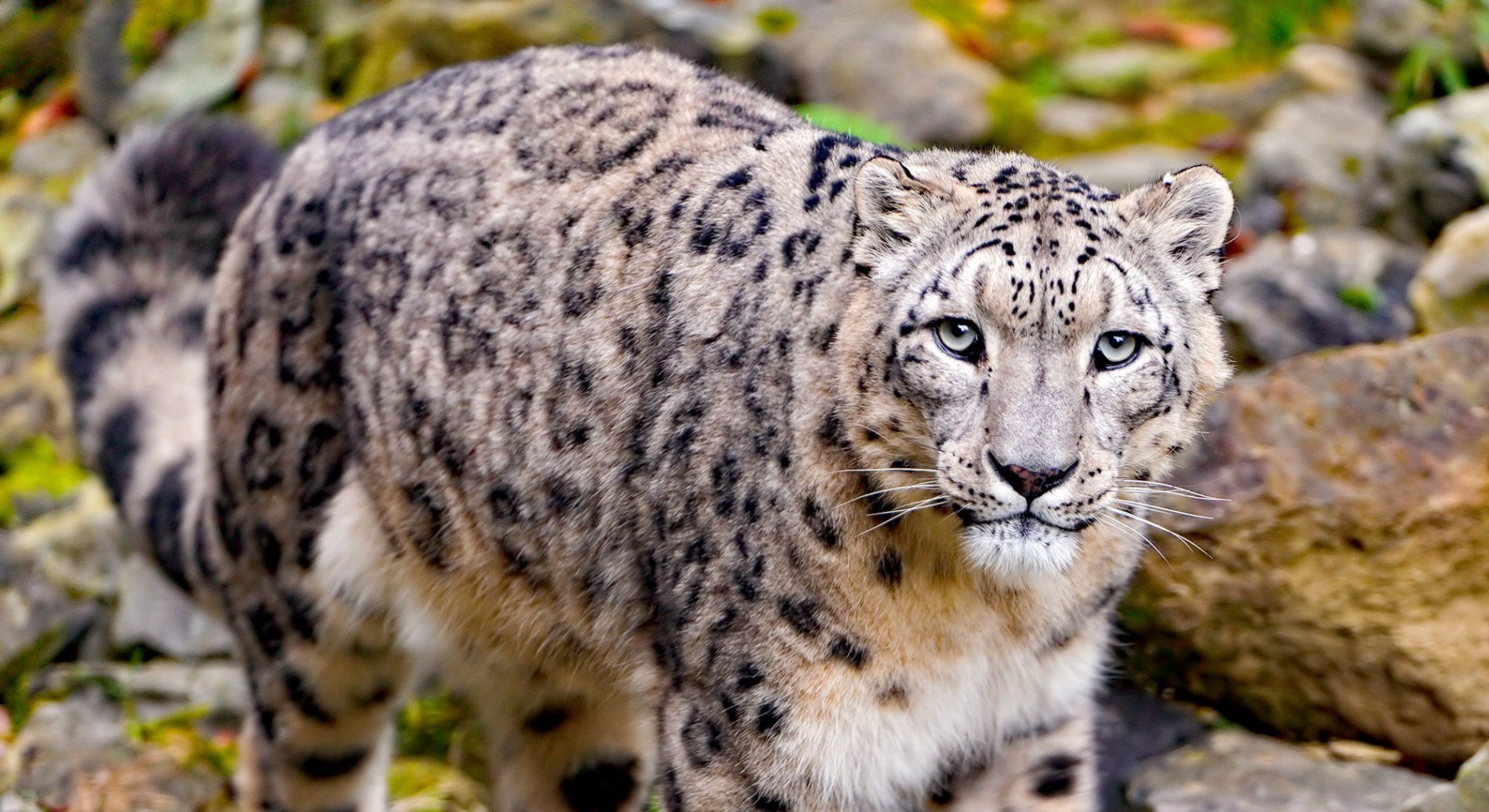 Schneeleopard im Freiland