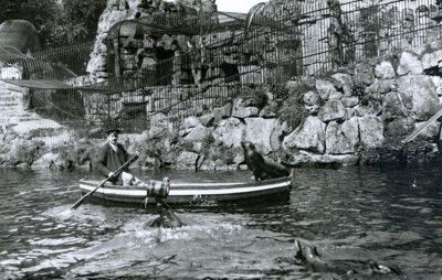 Tierpfleger Kurt Tilger mit seinen-dressierten Seelöwen 1914