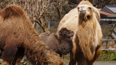 Delu the baby Bactrian camel