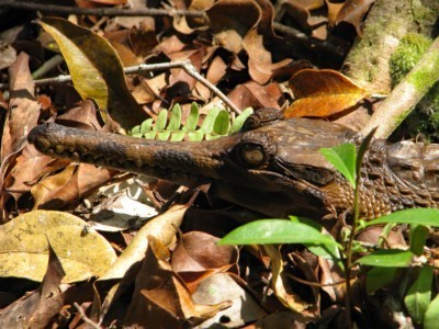 Sunda-Gavial im Freiland