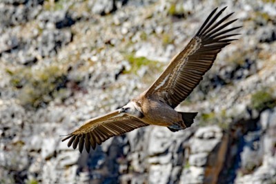 fliegender Gänsegeier