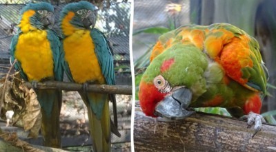 Ve voliéře spolu žijí papoušci ara kaninda a ara červenouchý.