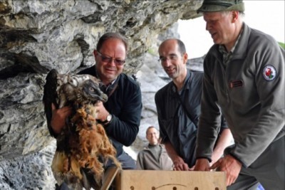 Bartgeier werden ins Freiland entlassen
