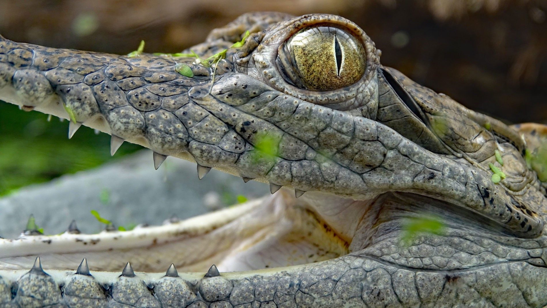Süßwasserkrokodil