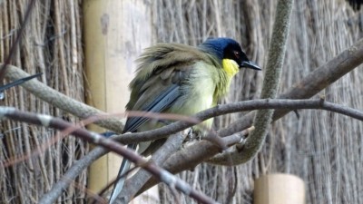 Blue-crowned Laughingthrush