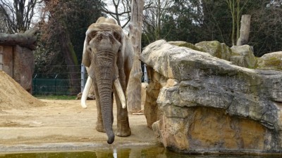 African Elephant