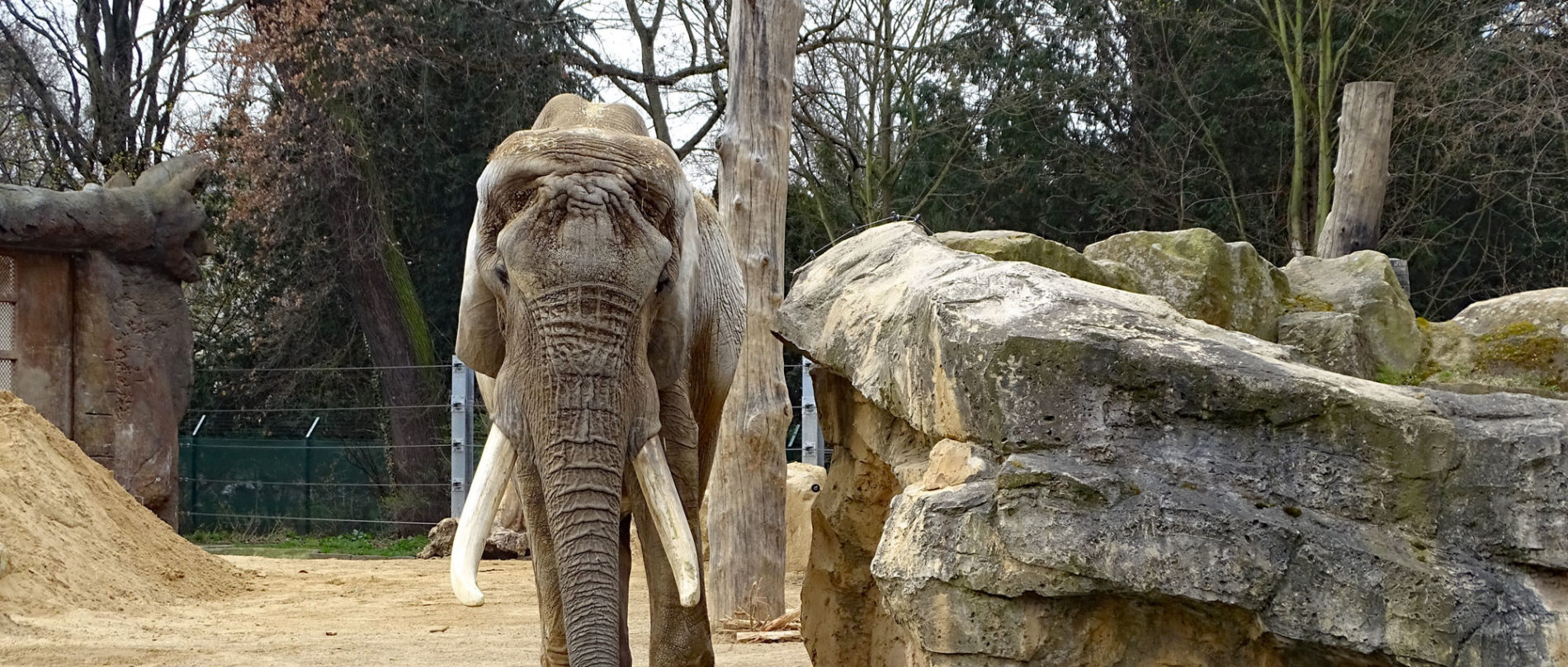 Afrikanischer Elefant