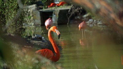 red flamingo