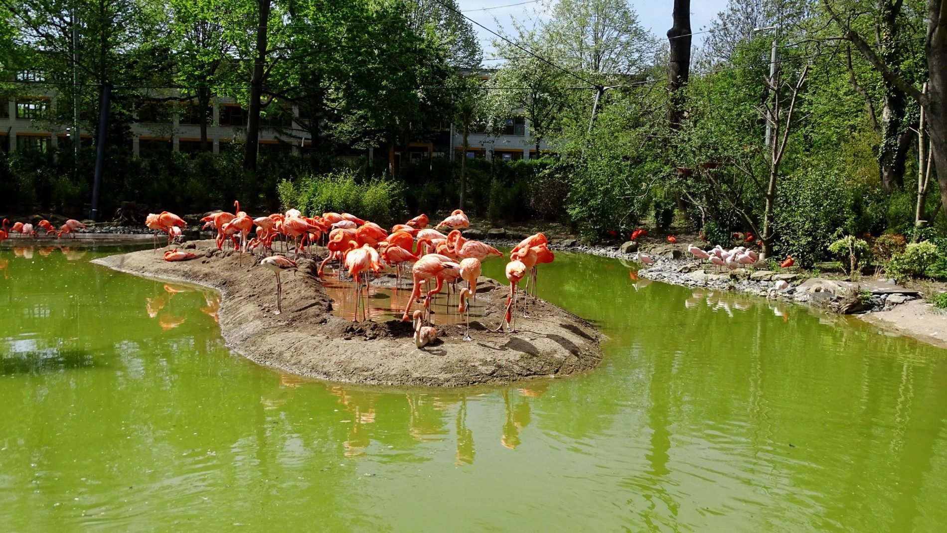 Flamingos on the breeding island.