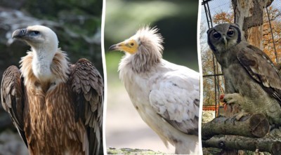 Gänsegeier, Schmutzgeier und Milchuhu in der Geiervoliere