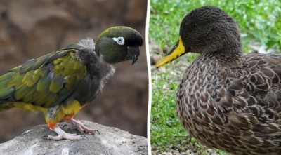 Felsensittich und Gelbschnabelente