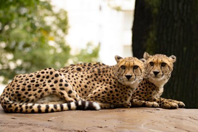 Cheetahs